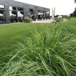 Zielona Fantazja - Nowoczesny budynek z dużymi oknami otoczony zadbanym trawnikiem i ozdobnymi trawami wzdłuż ścieżki.