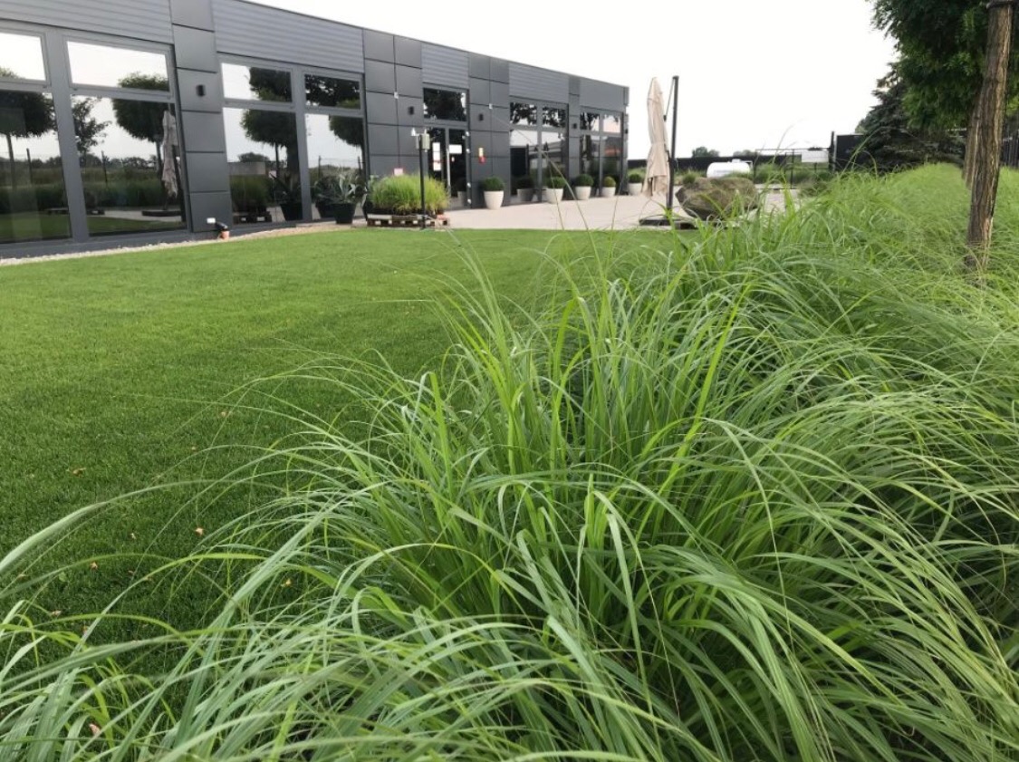 Nowoczesny budynek z dużymi oknami otoczony zadbanym trawnikiem i ozdobnymi trawami wzdłuż ścieżki.