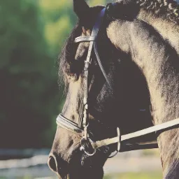 Profil konia rasy fryzyjskiej w uprzęży, z zaplecioną grzywą, dosiadanego przez jeźdźca w białych bryczesach, na tle zieleni.