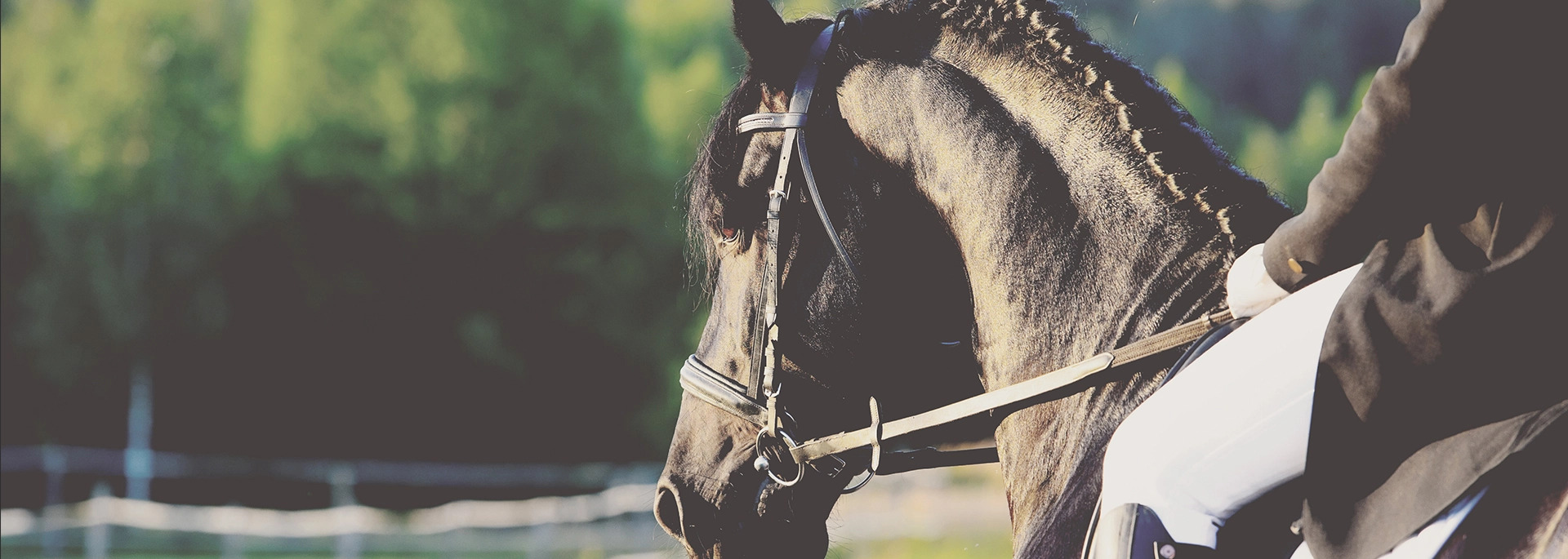 Profil konia rasy fryzyjskiej w uprzęży, z zaplecioną grzywą, dosiadanego przez jeźdźca w białych bryczesach, na tle zieleni.