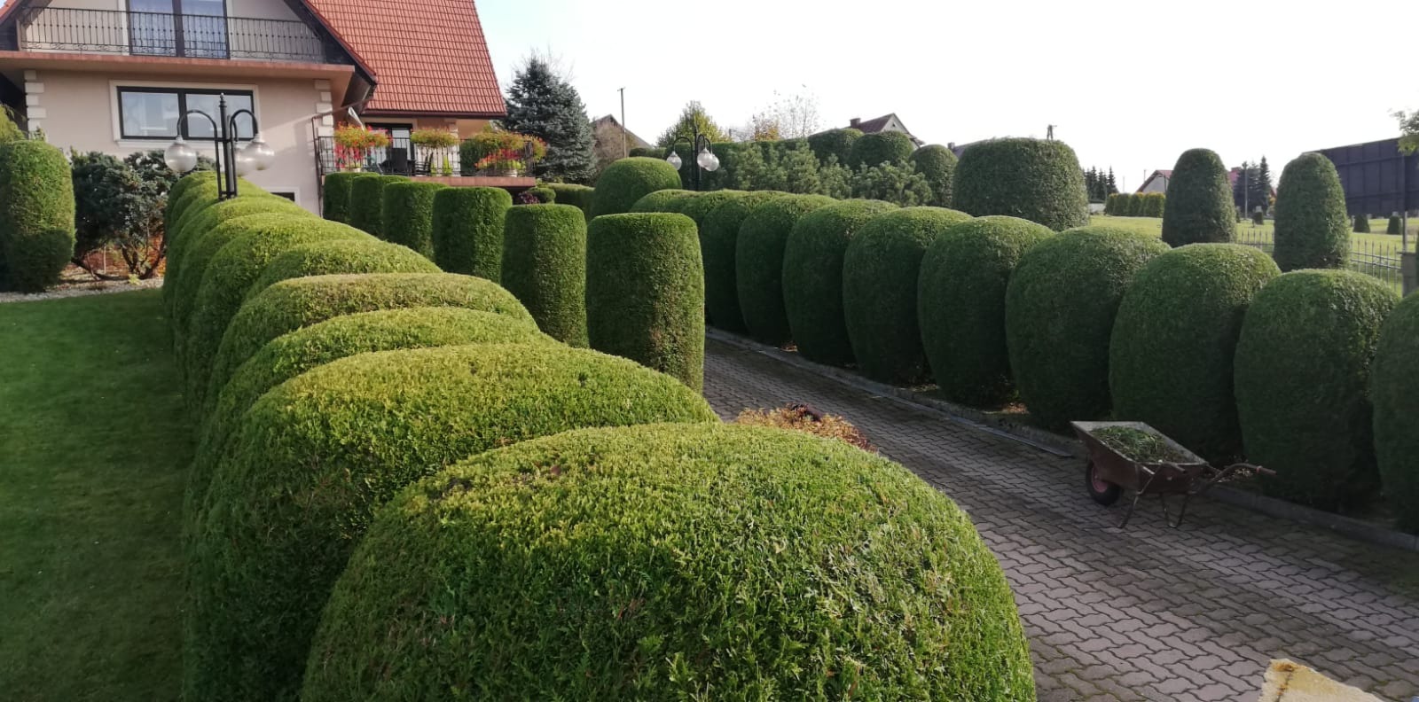 Równy szpaler formowanych krzewów w ogrodzie, z widoczną taczką wypełnioną zielenią na wybrukowanej ścieżce, dom w tle.