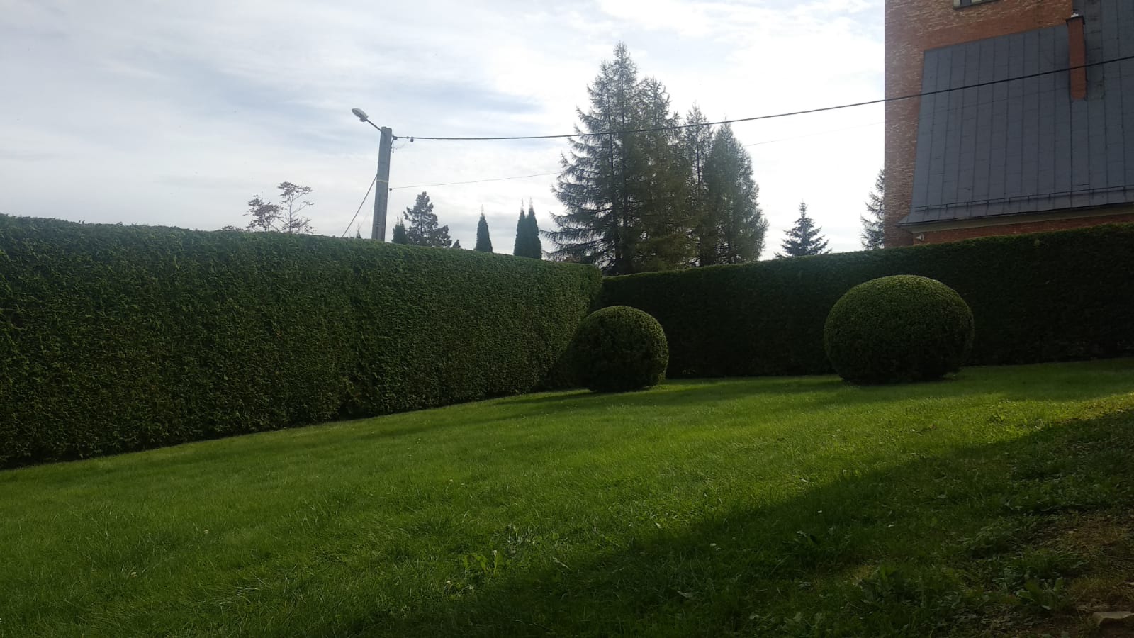 Formowane krzewy w kształcie kul i równy żywopłot z ciemnozielonych roślin na tle zielonego trawnika i drzew iglastych, widok z dołu.