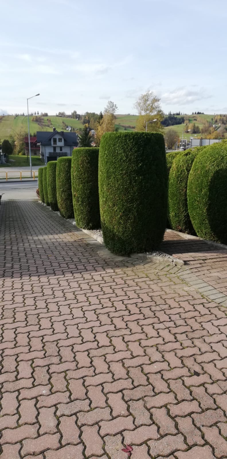Równy rząd strzyżonych, cylindrycznych krzewów na tle brukowanej ścieżki i krajobrazu z domem i wzgórzami w oddali.