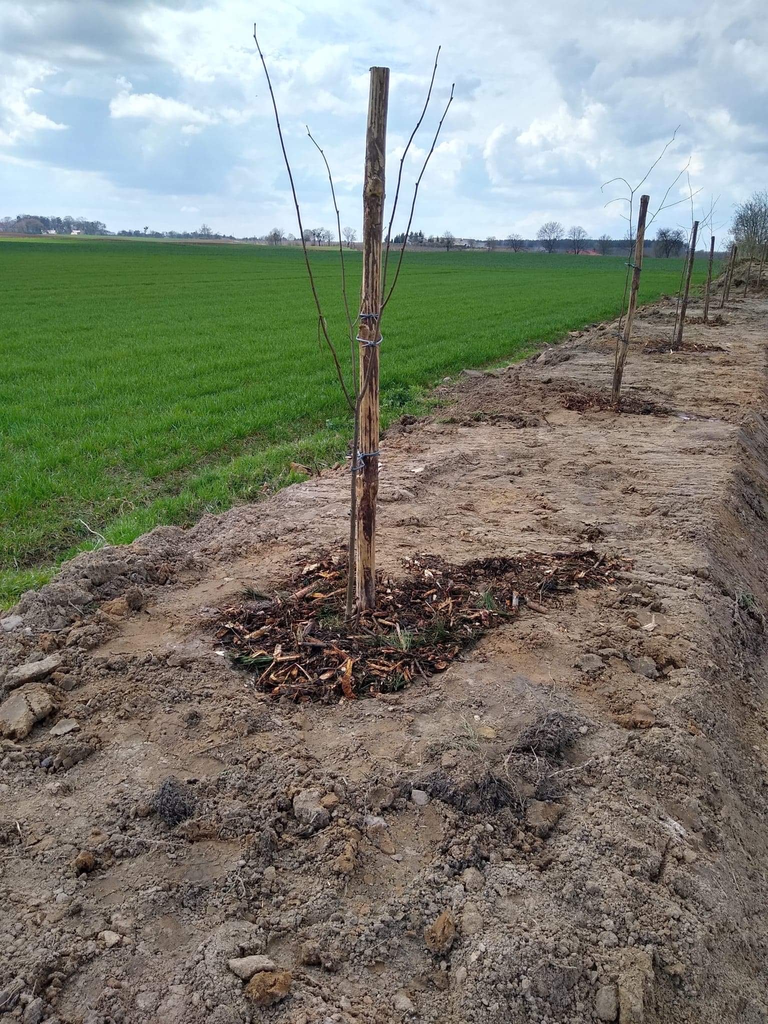 Świeżo posadzone drzewka owocowe, zabezpieczone drewnianymi palikami i ściółkowane korą, rosnące w rzędzie wzdłuż pola uprawnego pod pochmurnym niebem.