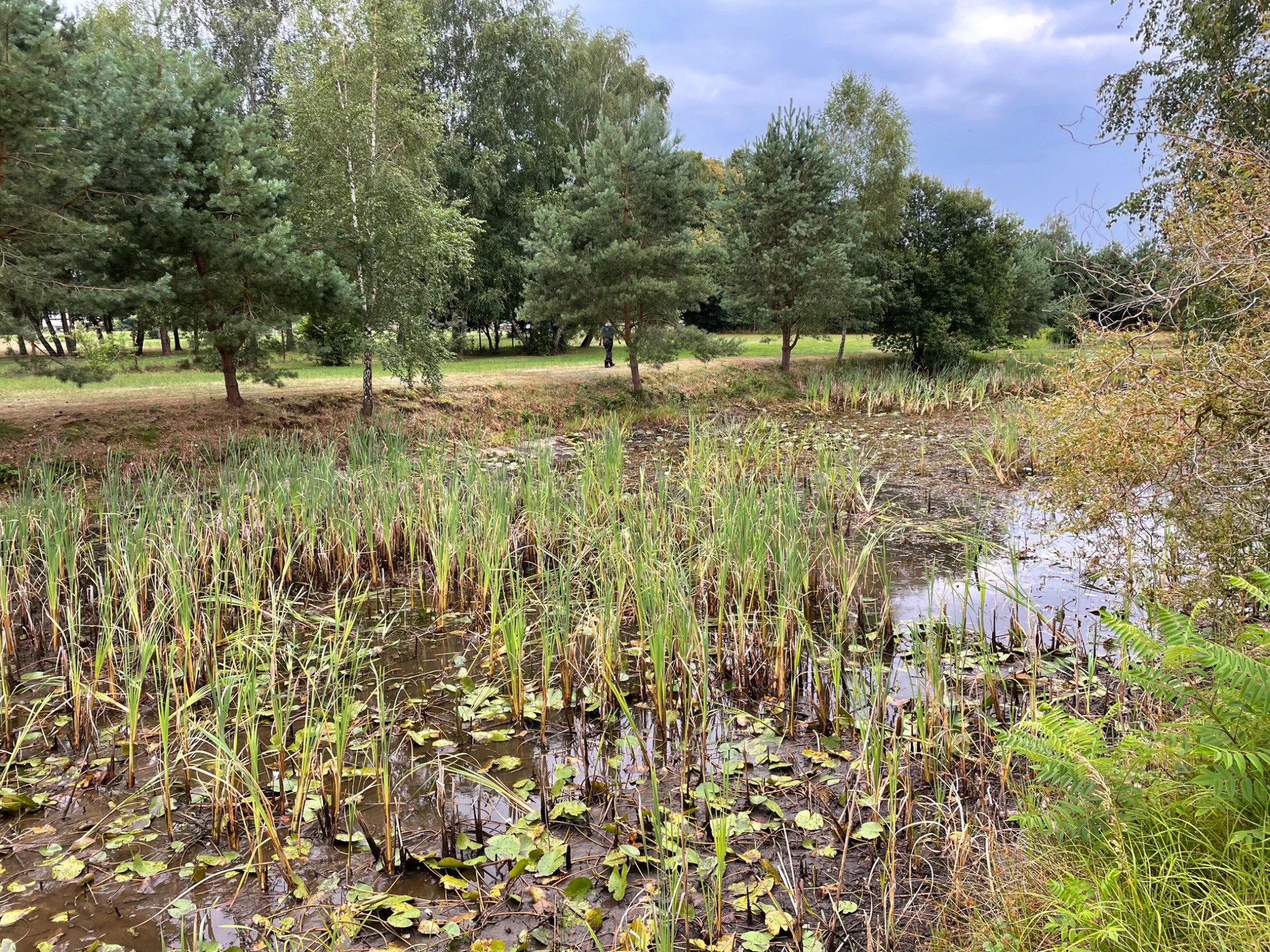 Zarośnięty staw z liliami wodnymi i trzciną w Słupsku, otoczony drzewami liściastymi i iglastymi pod pochmurnym niebem.