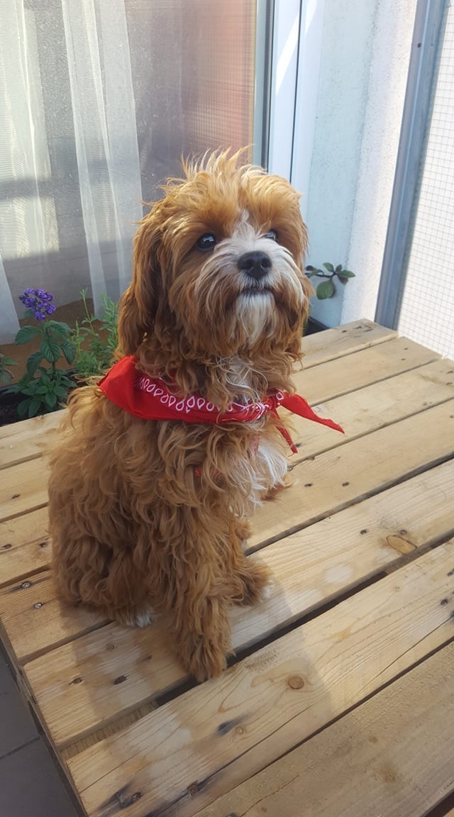 Uroczy, rudy Cavapoo z czerwoną bandaną siedzi na drewnianej palecie w jasnym pomieszczeniu z oknem i roślinami w tle.