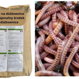 Profesjonalny środek na dżdżownice - ogranicza ilość dżdżownic na trawnku.
Dżdżownice STOP