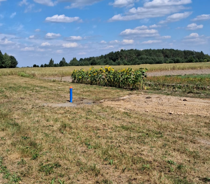 Niebieska rura studni na polu, otoczona uschniętą trawą i słonecznikami, z lasem w tle pod błękitnym niebem.