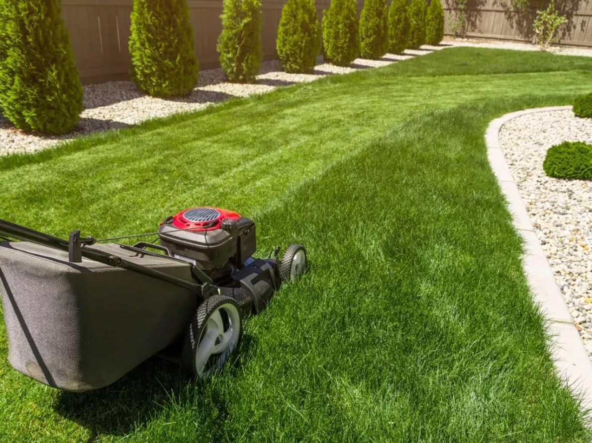 Czerwono-czarna kosiarka spalinowa na tle świeżo skoszonego trawnika z widocznymi pasami, obok ozdobne krzewy i kamyki.