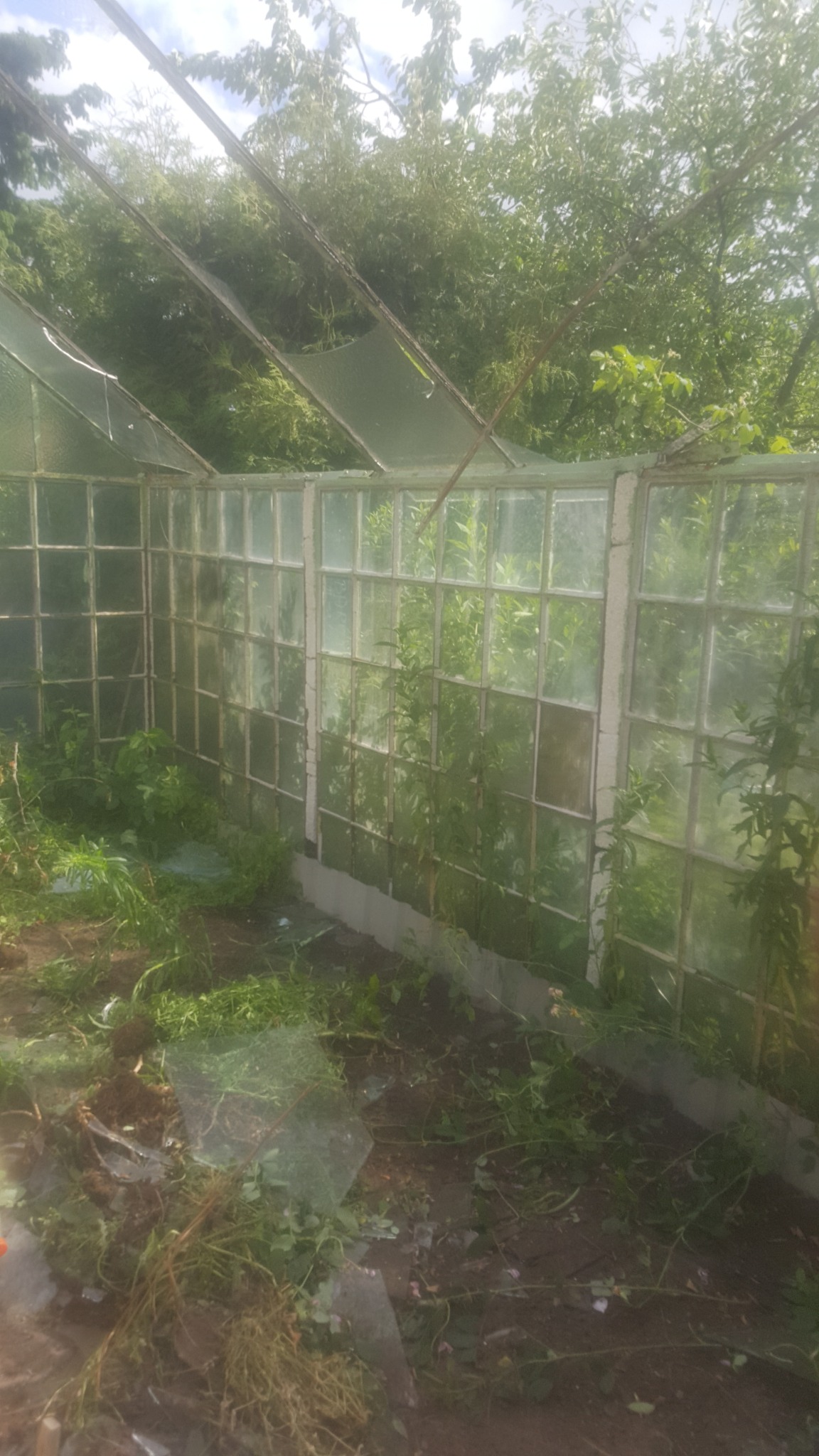 Zrujnowana szklarnia z powybijanymi szybami i bujną roślinnością wewnątrz, widok z zewnątrz.