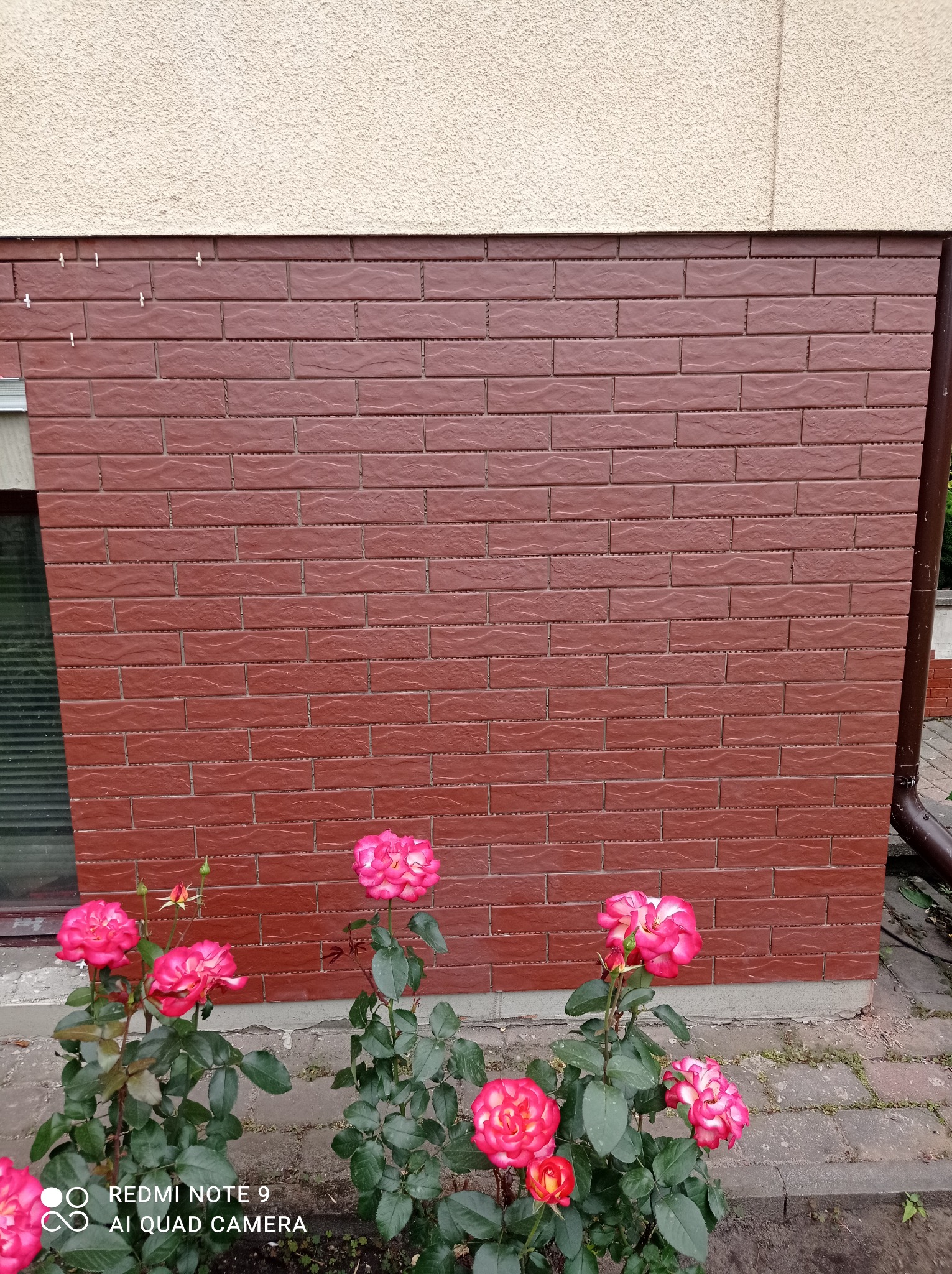 Brązowa elewacja imitująca cegłę, z widocznymi białymi krzyżykami dystansowymi, zwieńczona beżowym tynkiem. W tle fragment okna i rynna, a na pierwszym planie kwitnące róże.