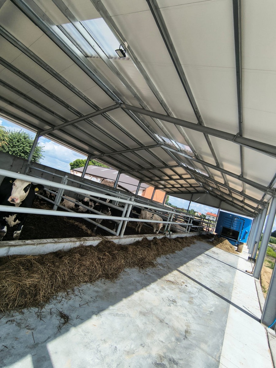 Konstrukcja stalowa hali rolniczej z płytami warstwowymi w Sieradzu. Widoczne krowy wewnątrz, oświetlenie i elementy konstrukcyjne.