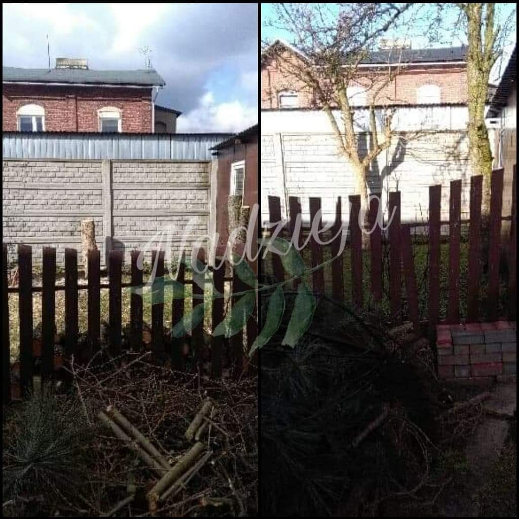 Konstantynów Łódzki wycinka gruszy