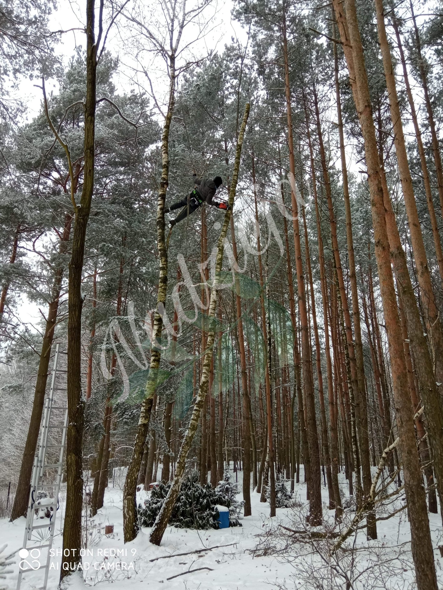 Arborysta w szarym kombinezonie, zabezpieczony linami, przycina gałęzie brzozy za pomocą piły spalinowej w zimowym lesie, z widoczną drabiną opartą o sosnę w tle