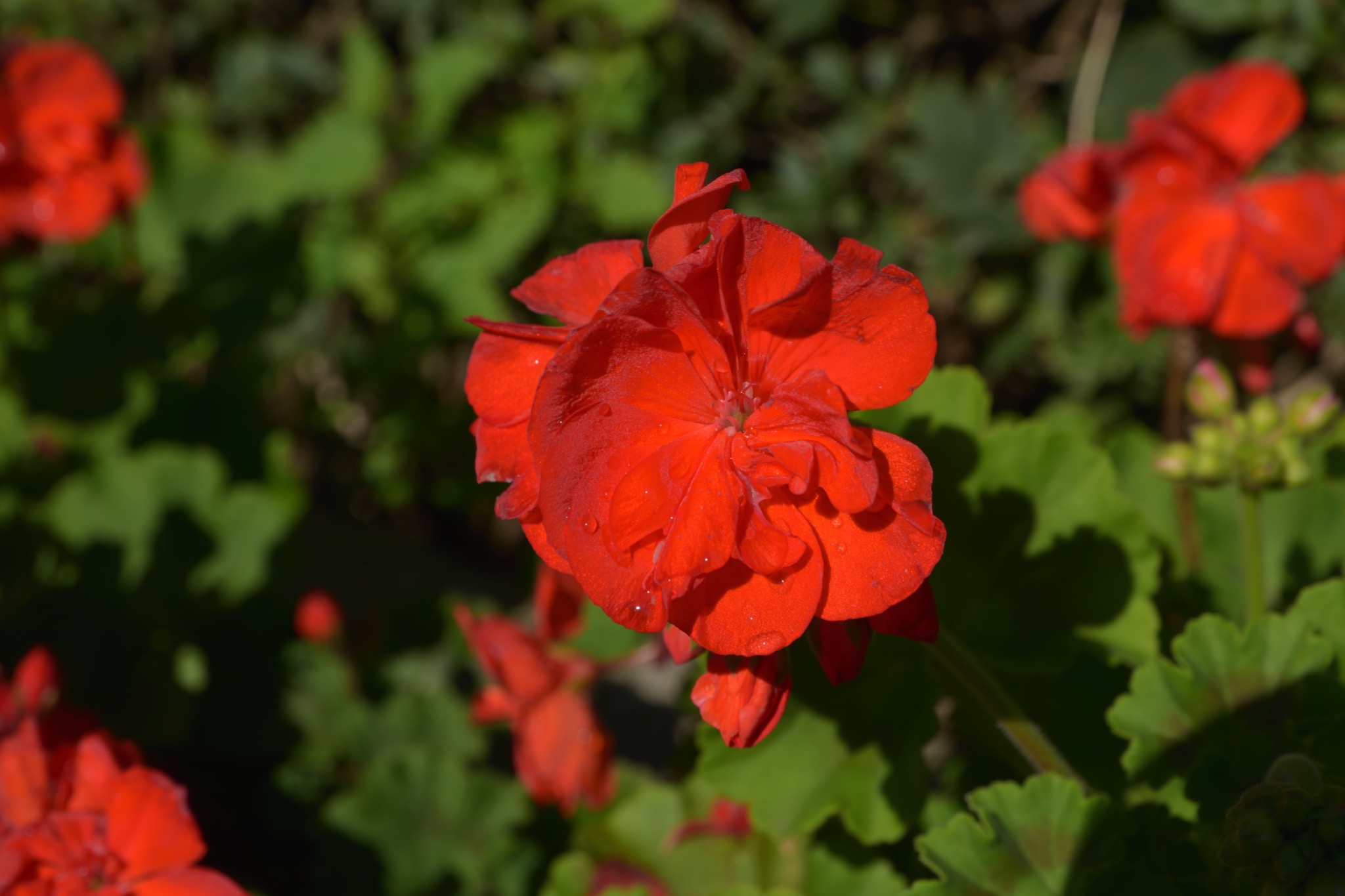 Pojedynczy, intensywnie czerwony kwiat pelargonii z kroplami wody na płatkach, otoczony zielonymi liśćmi w naturalnym świetle.