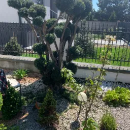 Formowane drzewo z kulistymi koronami w ogrodzie z kamieniami, widoczne ogrodzenie metalowe i fragment budynku w tle.