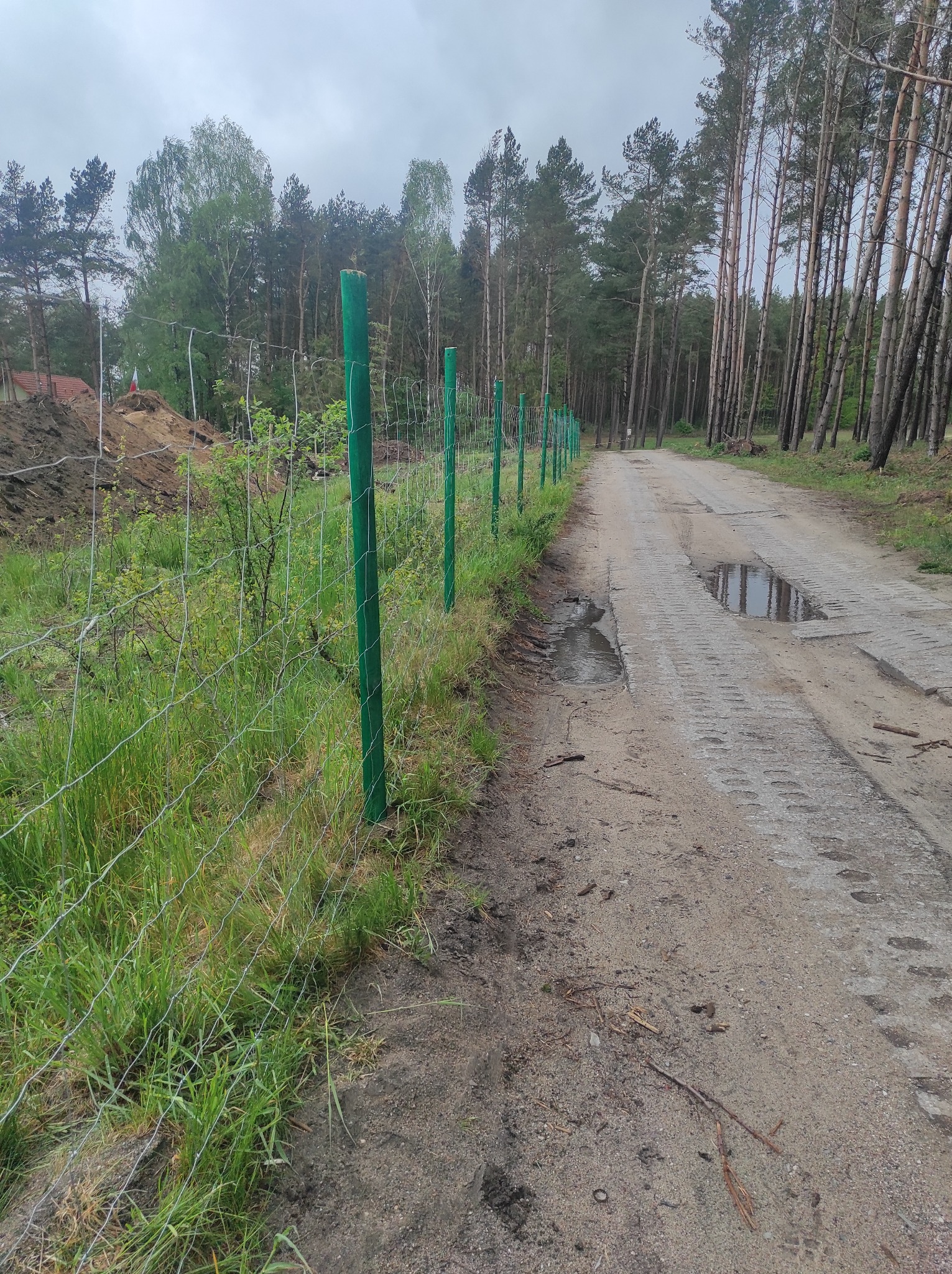 Siatka ogrodzeniowa z zielonymi słupkami wzdłuż polnej drogi, otoczona lasem. Widoczne kałuże na drodze i świeża zieleń. Ujęcie z perspektywy gruntu.