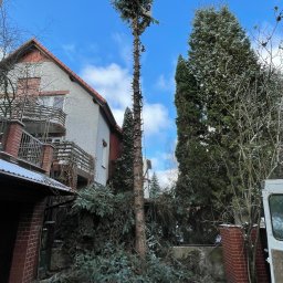 Bartuzi Cezary - Wysoka, częściowo ogołocona choinka, z pracownikiem na szczycie, przygotowującym się do wycinki. Na ziemi leżą obcięte gałęzie. Dom z balkonem w tle.