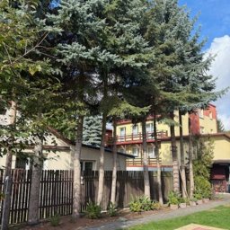 Zdjęcie wykonane przed wycinką drzew 