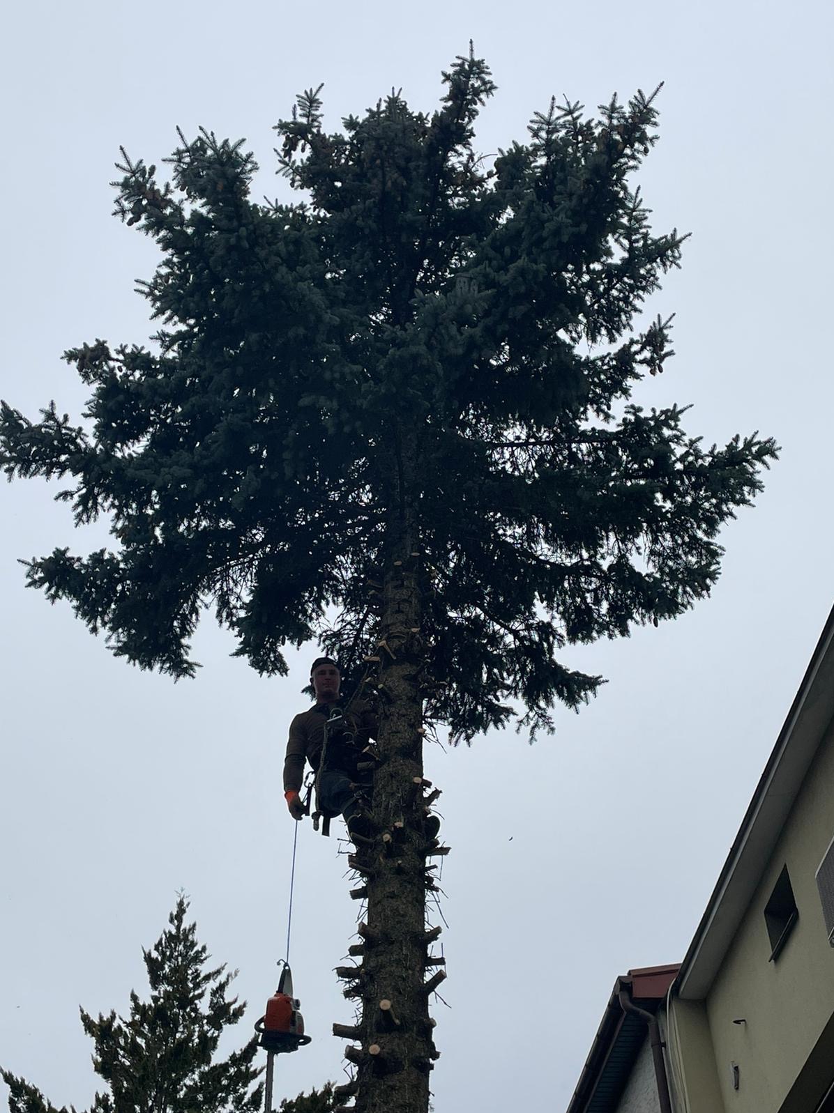 Arborysta w uprzęży na wysokiej sośnie, w trakcie wycinki gałęzi, z piłą spalinową na linie. Widoczne ślady cięć. W tle pochmurne niebo i fragment budynku.