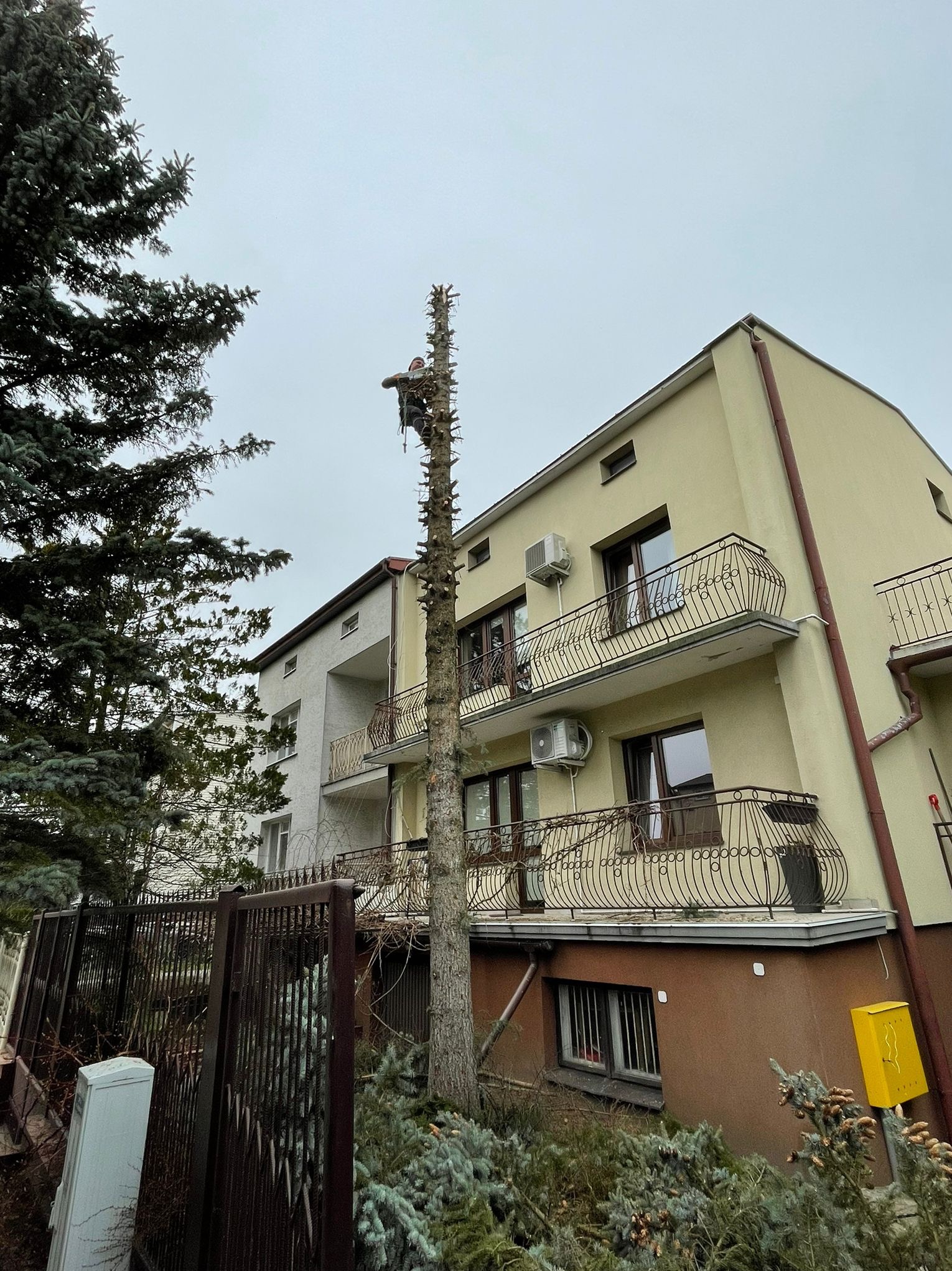 Arborysta przycina wysokie drzewo w Puławach, widoczne budynki z balkonami i ogrodzenie. Prace w toku, drzewo częściowo ogołocone z gałęzi.