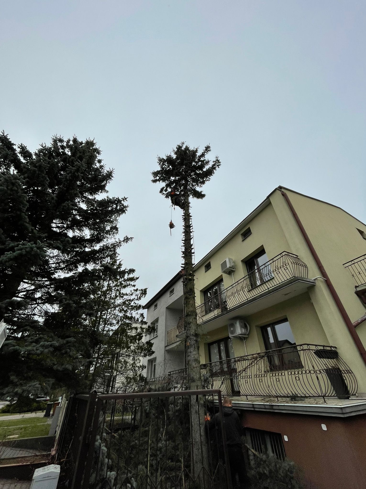 Wysoka sosna przy budynku po wycince gałęzi, z pracownikiem na szczycie, zabezpieczonym linami. W tle budynki, pochmurne niebo, widok z dołu.
