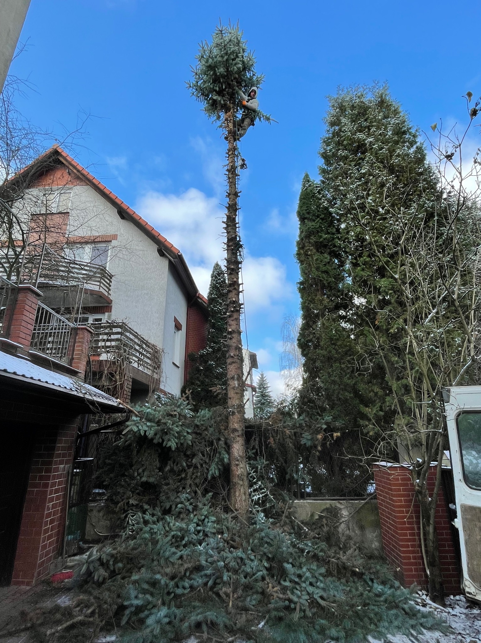 Wysoka, częściowo ogołocona choinka, z pracownikiem na szczycie, przygotowującym się do wycinki. Na ziemi leżą obcięte gałęzie. Dom z balkonem w tle.