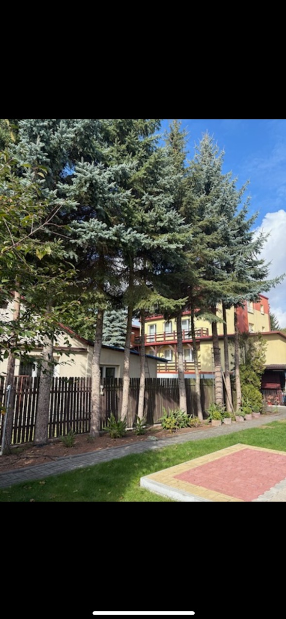 Zdjęcie wykonane przed wycinką drzew