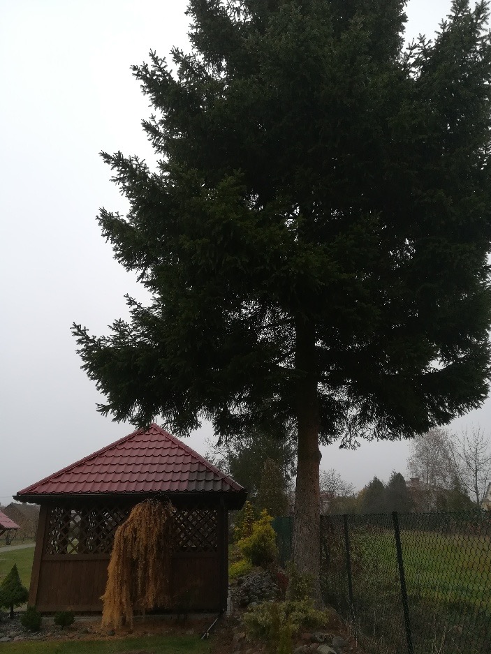 Duża, ciemnozielona choinka obok drewnianej altany z czerwoną dachówką, otoczona zielenią ogrodu i siatką ogrodzeniową w pochmurny dzień.