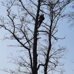 Meritumcenter - Ścinanie Drzew Zabrze