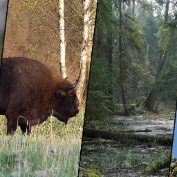 Kompozycja czterech kadrów: dzięcioł na gałęzi, żubr na łące, leśne bagno i sowa siedząca na świerku.