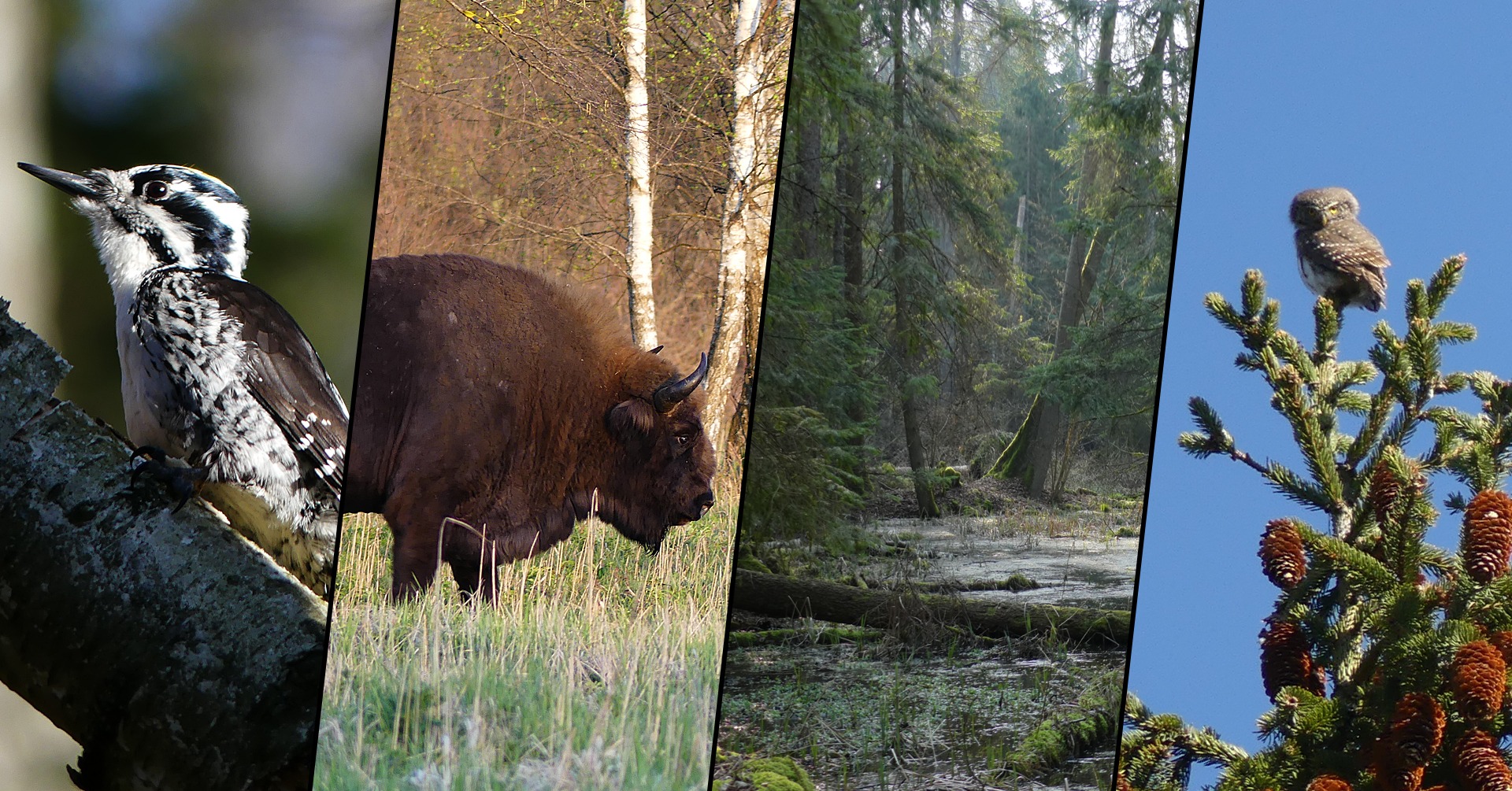 Kompozycja czterech kadrów: dzięcioł na gałęzi, żubr na łące, leśne bagno i sowa siedząca na świerku.