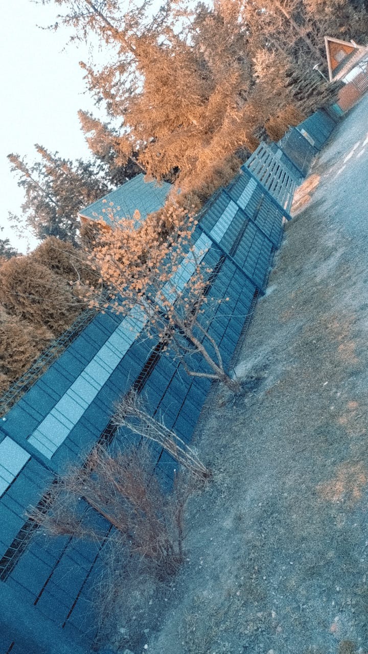 Długi, niebieski płot panelowy z widocznymi słupkami i panelami, biegnący wzdłuż drogi, z młodym drzewkiem liściastym rosnącym tuż przy nim.