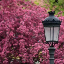Kuta, czarna latarnia parkowa z koroną na tle kwitnącego na różowo drzewa.