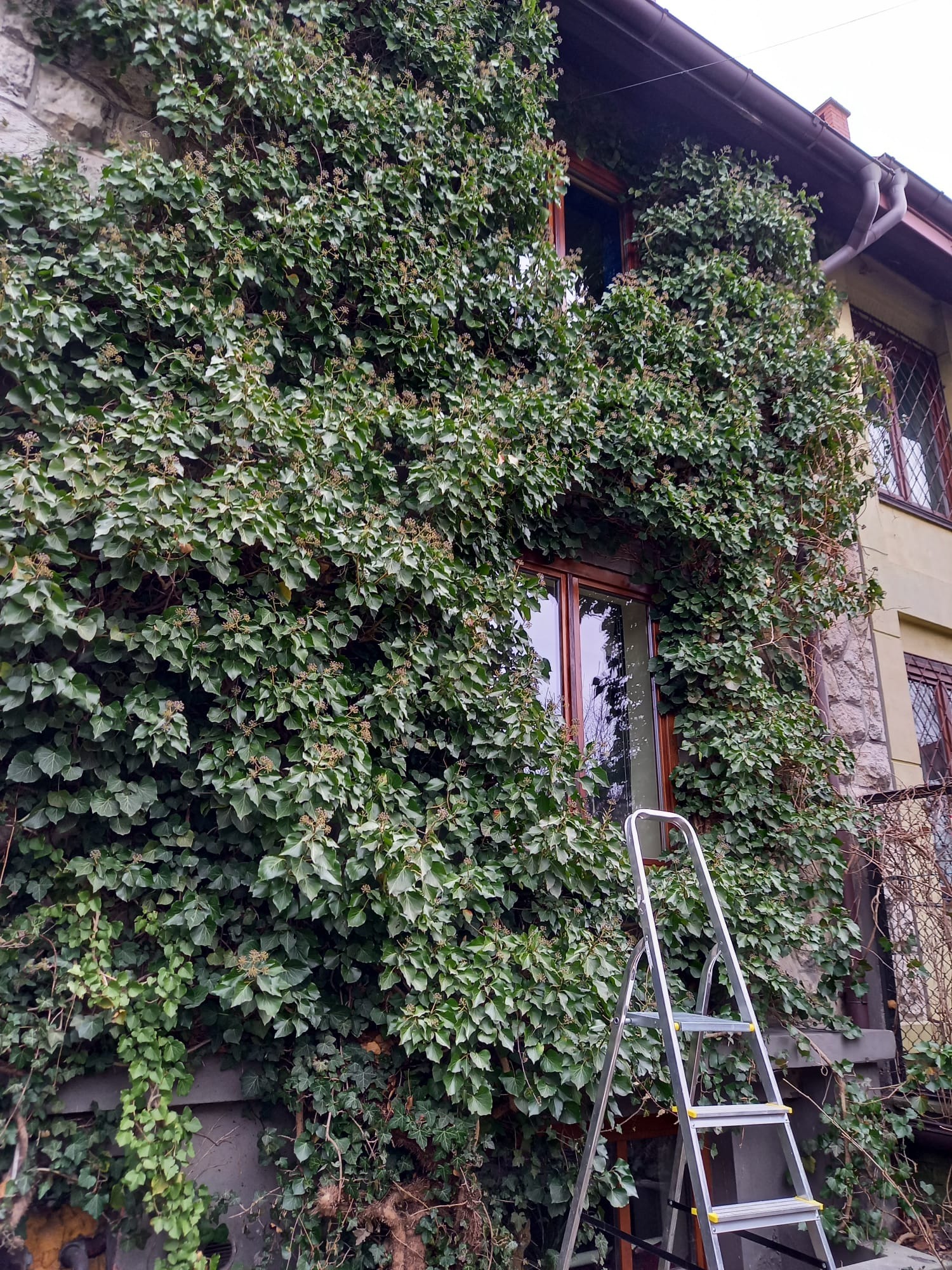 Ściana budynku obrośnięta gęstym bluszczem, z oknem z drewnianą ramą i przystawioną aluminiową drabiną.