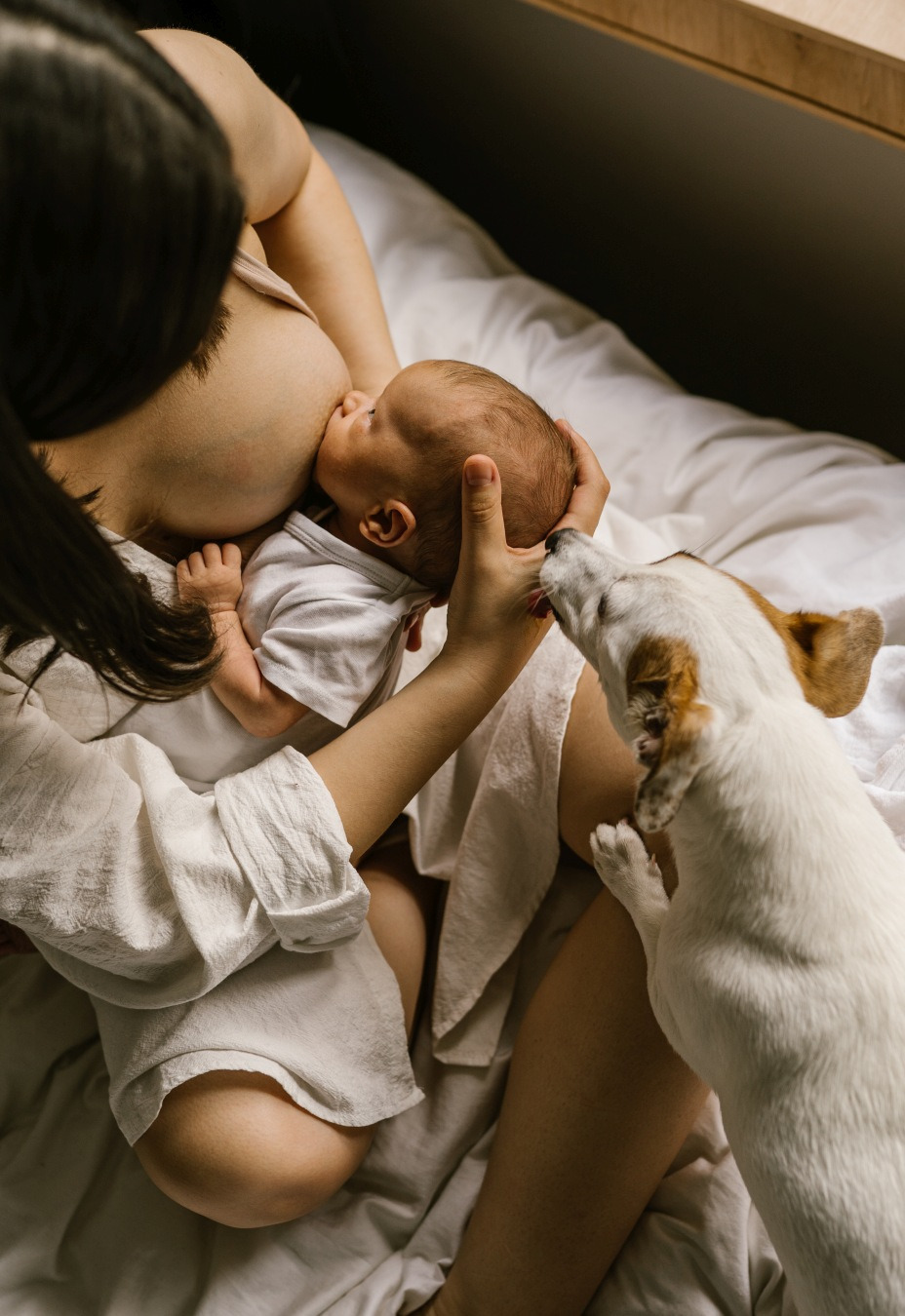 Matka karmiąca piersią noworodka leżąc na białej pościeli, pies rasy Jack Russell lize dziecko po głowie.