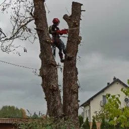 Arborysta w kasku i z piłą łańcuchową, zabezpieczony linami, podczas pracy na rozwidlonym drzewie w pobliżu domu jednorodzinnego.