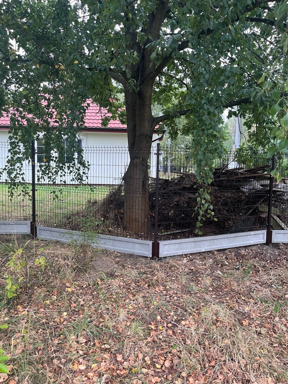 Ciemnobrązowe ogrodzenie panelowe z podmurówką z prefabrykatów betonowych, obudowujące starodrzew, z stertą gałęzi w rogu posesji, na tle białego domu z czerwoną dachówką.
