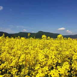 Rozległe pole kwitnącego rzepaku w słoneczny dzień, zalesione wzgórza w tle pod błękitnym niebem z kilkoma białymi chmurami.