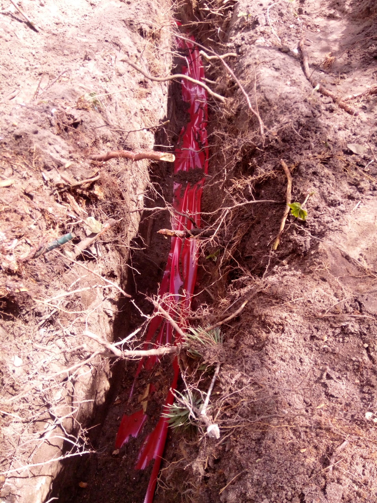 Wykop w ziemi z ułożonymi czerwonymi rurami kablowymi, widoczne korzenie i grudki ziemi.