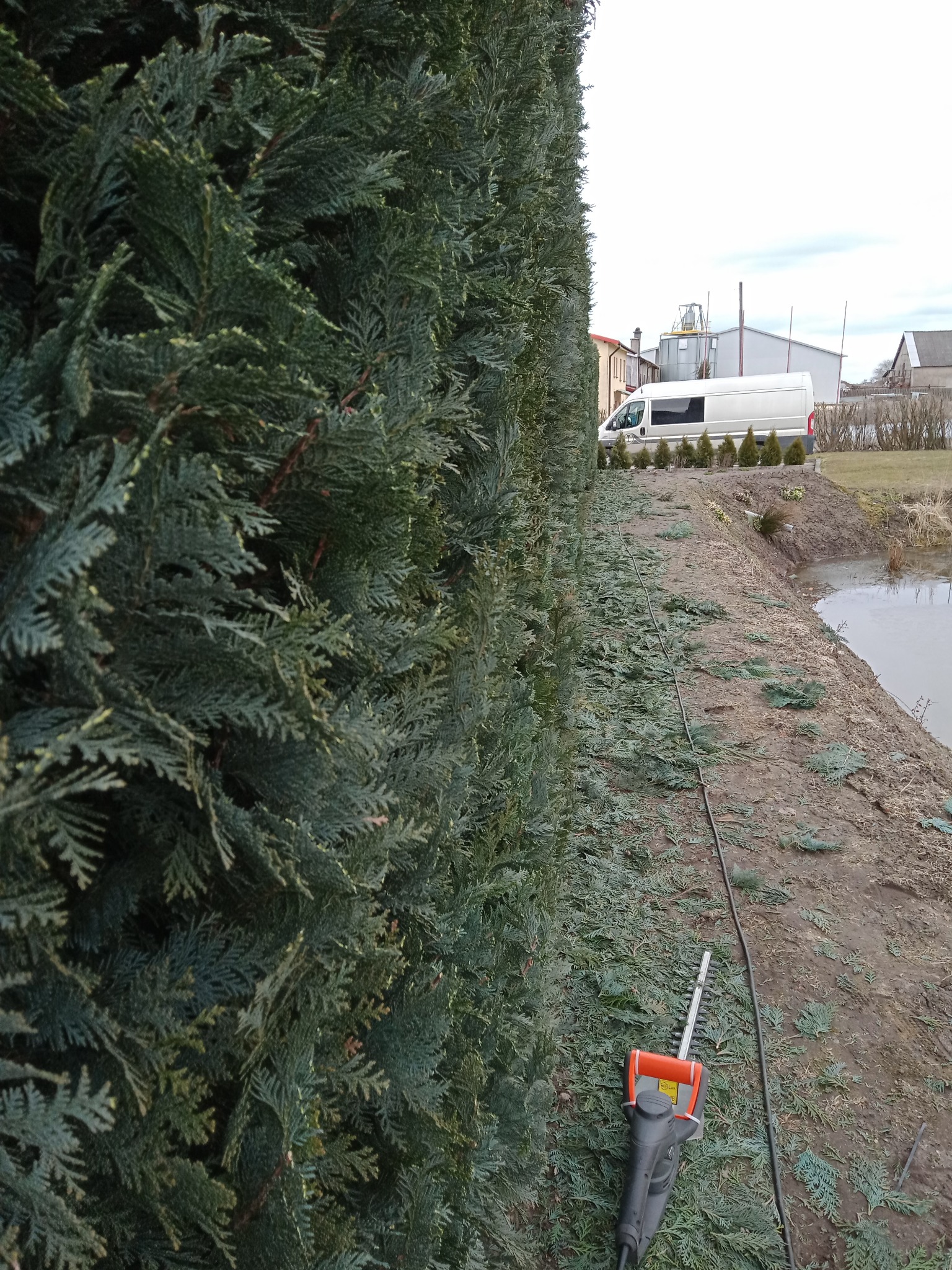 Wysoki żywopłot z tui po przycięciu, obok leży elektryczny sekator, w tle widoczny staw i budynki gospodarcze.