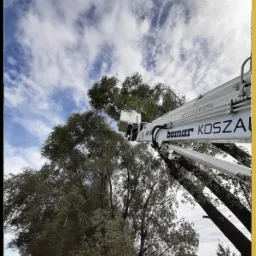 Podnośnik koszowy firmy Bumar KOSZALIN podczas przycinania gałęzi drzewa na tle błękitnego nieba z chmurami.