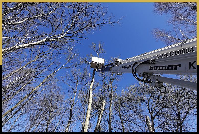 Biały podnośnik koszowy marki Bumar PMT-16E w Żywcu, z góry przycina drzewo, widok na błękitne niebo i korony drzew bez liści.