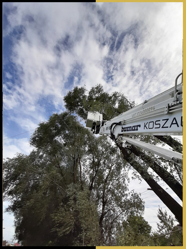 Podnośnik koszowy firmy Bumar KOSZALIN podczas przycinania gałęzi drzewa na tle błękitnego nieba z chmurami.