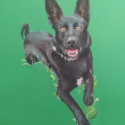 Rajmund Kionka - Portret psa rasy owczarek belgijski w skoku, trzymającego piłkę tenisową, wykonany pastelami na jednolitym zielonym tle.