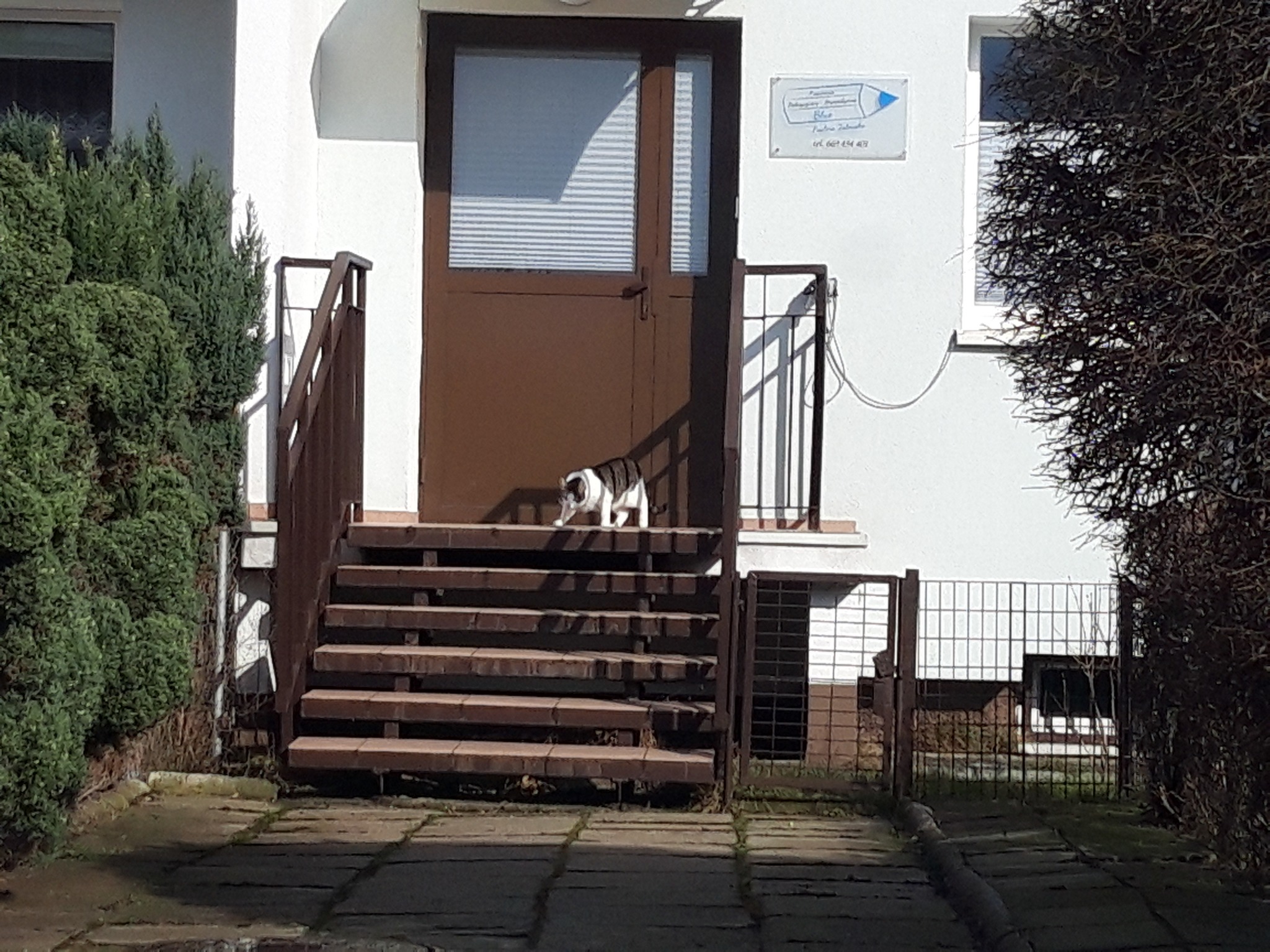 Wejście do gabinetu z brązowymi drzwiami i tabliczką informacyjną, na schodach stoi kot.