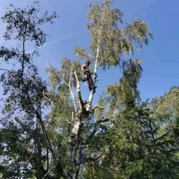 Arborysta w uprzęży, w trakcie wycinki gałęzi brzozy na tle błękitnego nieba.