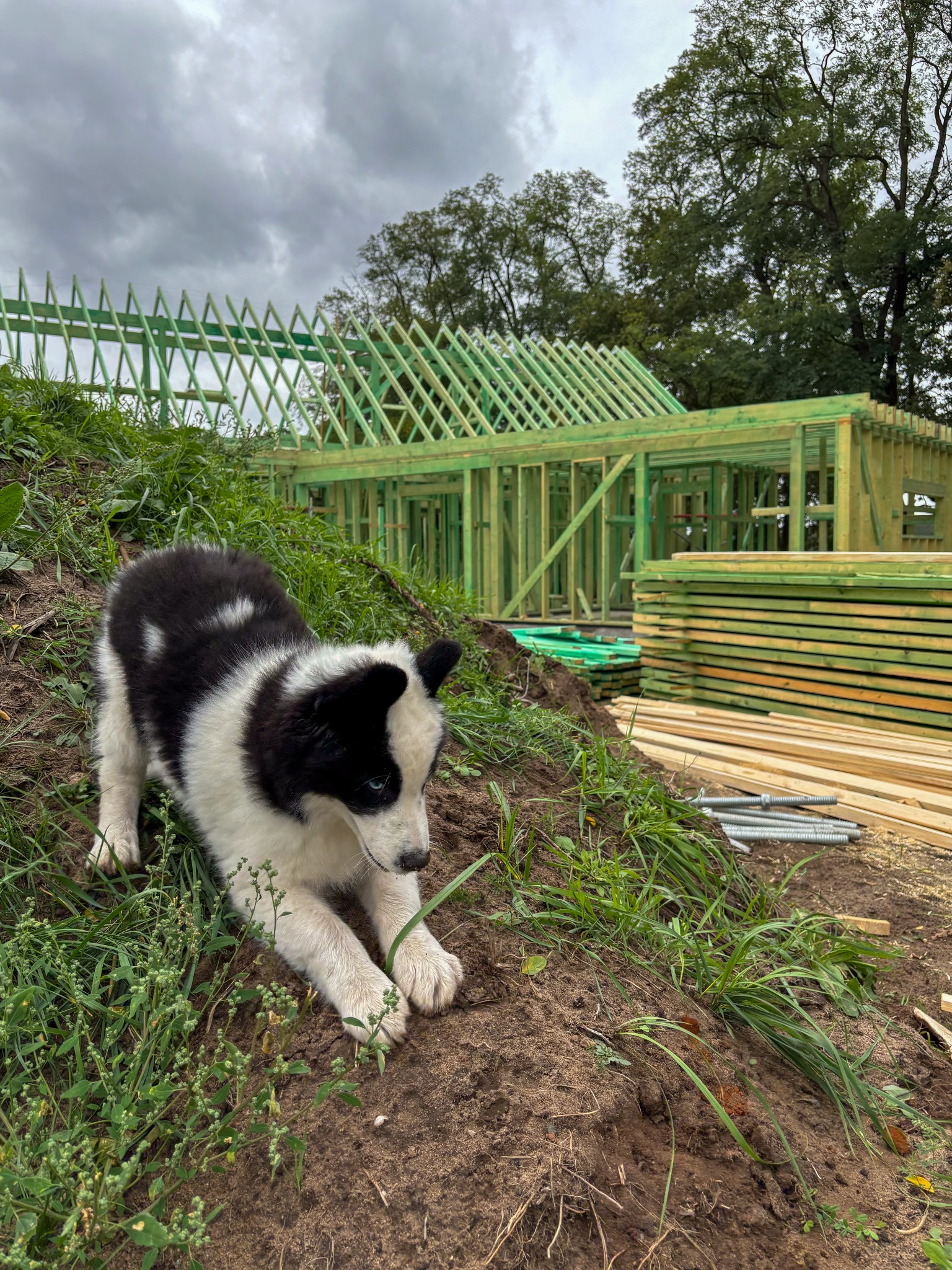 Czarno-biały szczeniak leży na ziemi z widokiem na szkielet domu w budowie, drewniane bale w tle i pochmurne niebo.