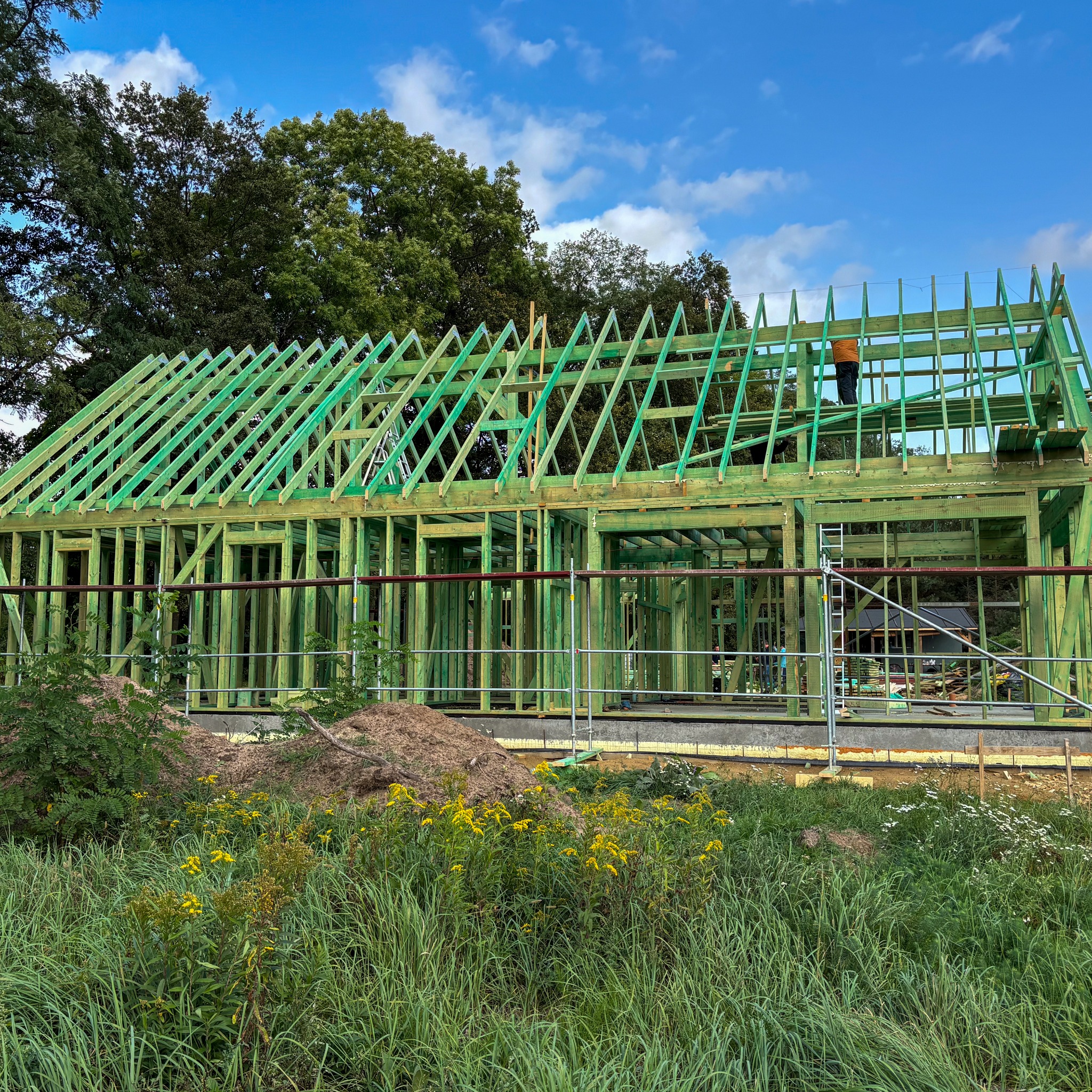 Konstrukcja szkieletowa domu w trakcie budowy, z widocznym pracownikiem na dachu, zielone drewno, na pierwszym planie trawa i żółte kwiaty, błękitne niebo z chmurami w tle.