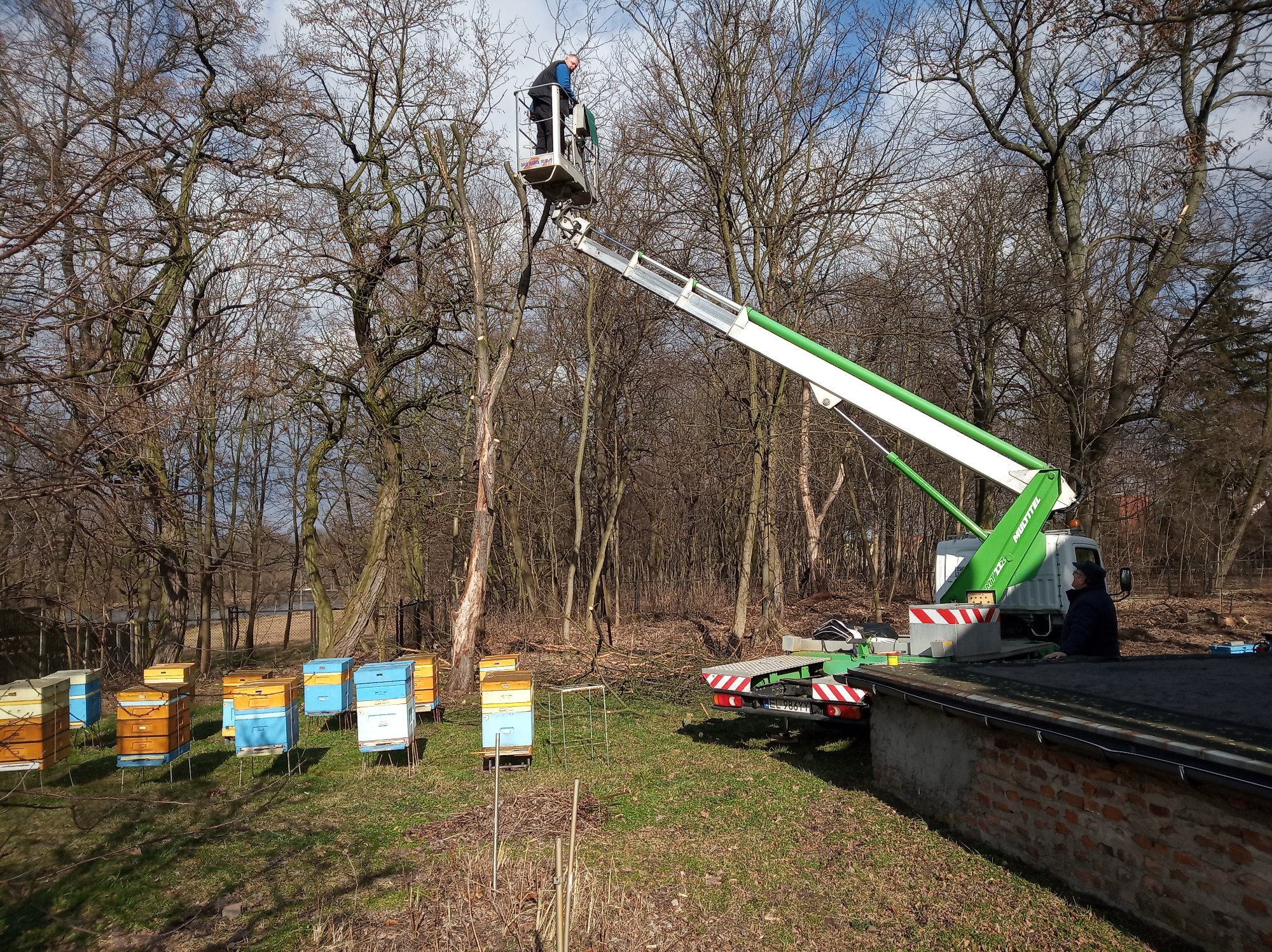 Pracownik na podnośniku koszowym przycina gałęzie drzewa w pobliżu uli, w tle las bezlistny.
